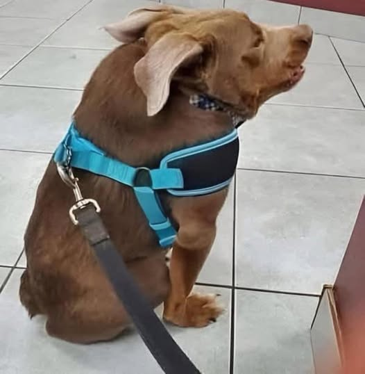 Payaso Triste tweet media