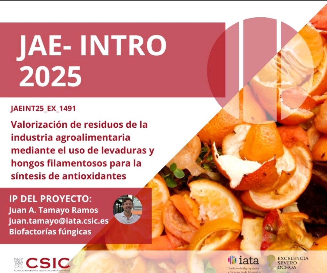 ¿Te apasiona la #biotecnología, #microbiología y la #sostenibilidad? En el grupo <a href="/FungalFact/">FungalFact</a> del <a href="/iata_csic/">IATA CSIC</a> ofertamos 2 planes #JAEIntro para que puedas incorporarte con nosotros 7 meses.
Si cumples los requisitos de la convocatoria, no pierdas tu oportunidad. Hasta el 2 de mayo