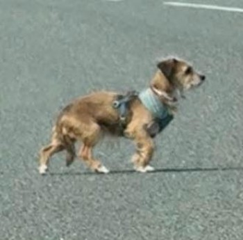 millypod1's tweet photo. 🆘8 APR 2025 #Lost PICKLE MISSING IN TRANSIT. White & Tan Terrier Cross Female #ScanMe
Station Road #AshbyMagna #Lutterworth #Leicestershire #LE17
Pickle was on way to transit kennels, with owner on way to airport to travel. Area unknown to little dog😢 https://t.co/DP5SHpQqeh https://t.co/TmkHG4wtAs