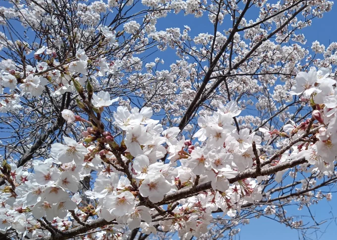 フィットボクシング188日目～今日は軽め。そのかわり春の誕生日っていうのもあり桜を見に散歩にでかけてきました満開! 
