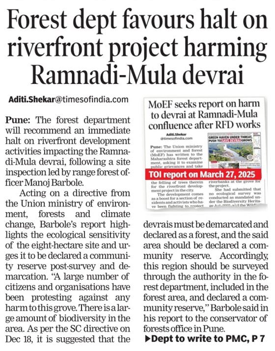Aditi_Shekar's tweet photo. Forest Dept recommends halting Pune riverfront project at the Ramnadi-Mula devrai. Rare wildlife, heritage trees &amp; ancient temples flagged in report.
Push to declare it a Community Reserve underway.

Details: https://t.co/vNxUCyf8fP
#Pune #Devrai #Environment #TOIExclusive https://t.co/wsmP30NahJ