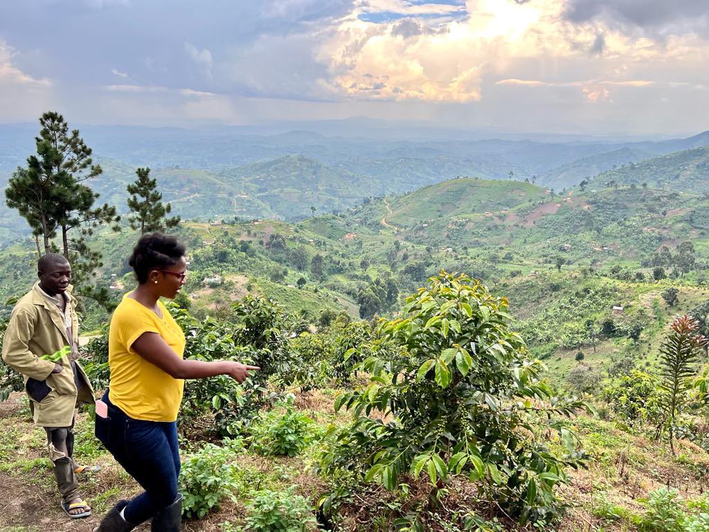 How much do you spend on an acre of a coffee farm? On average, it’s Ugx 7m per acre for 3 years with the following yields per tree. 

Arabica
Year 4 3kgs
Year 5 5kgs
Year 6 to 9 7kgs - 9kgs

Robusta
Year 3 3kgs
Year 4 5kgs
Year 5 to 9 -15kgs

A coffee tree lasts for 40yrs.