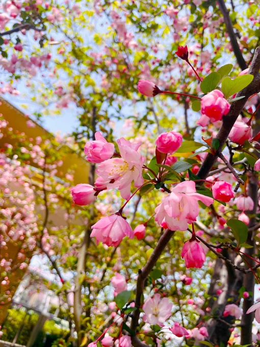春爛漫 