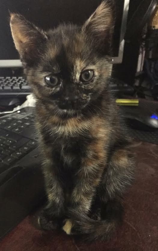 MahdDogg tweet media