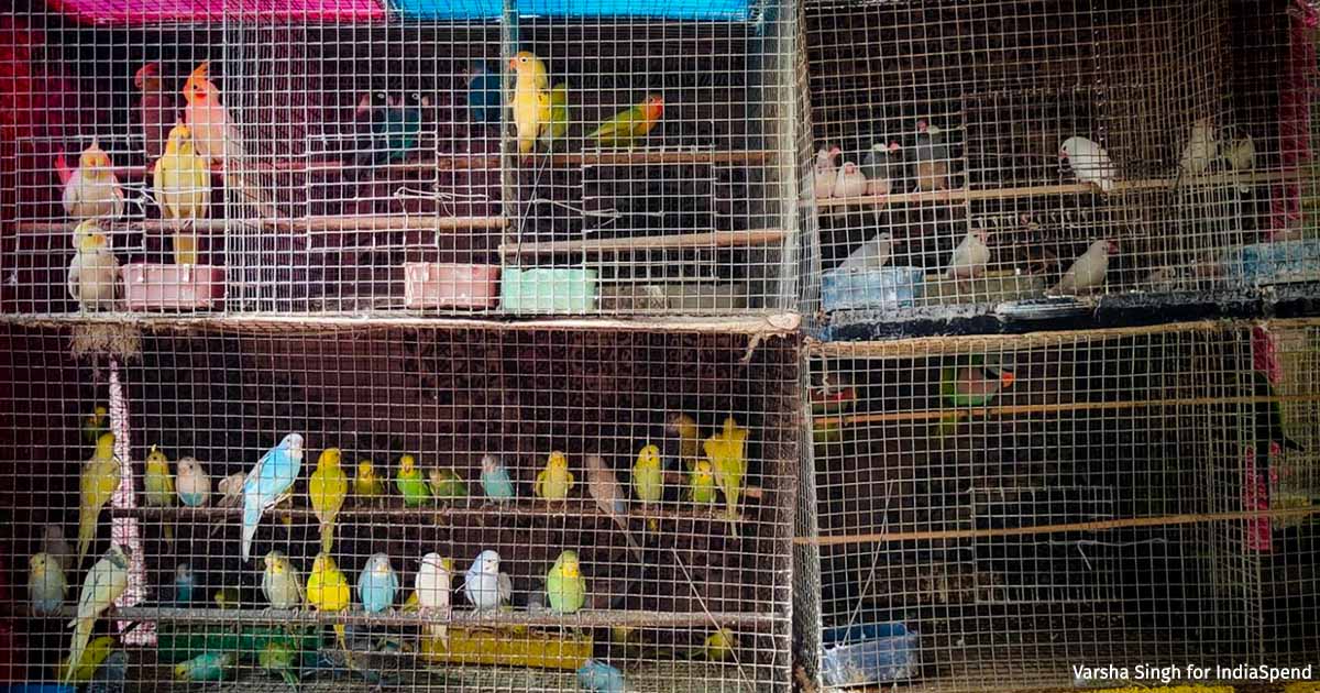 “Just as fishermen rely on fish for their livelihood, people traditionally involved in the #bird trade depend on birds.” Experts say the government would have to provide alternative livelihoods to convince people involved in the #illegal bird #trade to quit: