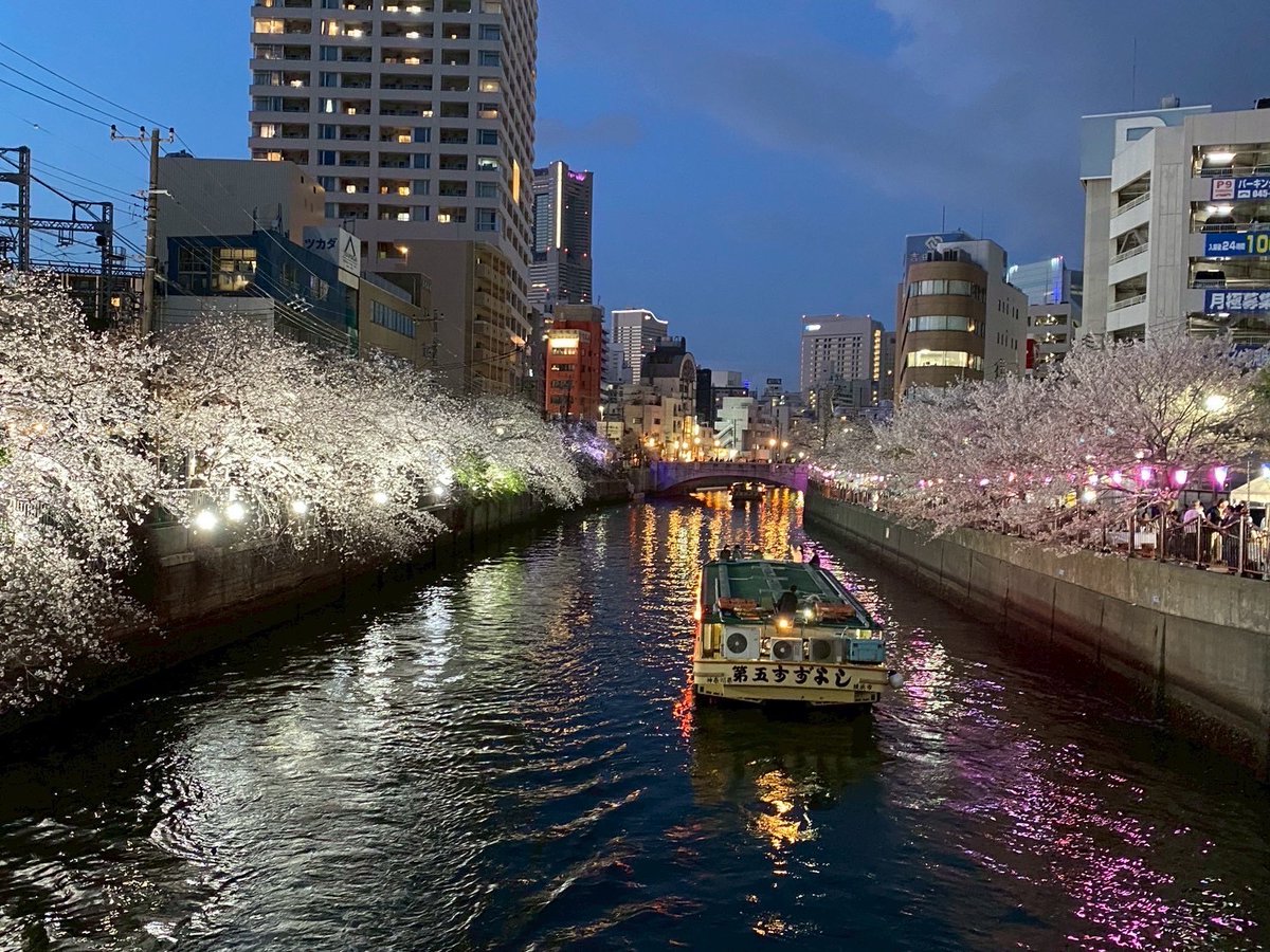 suzu1600's tweet photo. 桜開花から低気温が続き、満開の見ごろが続いております。風に舞う花びら、川面の花筏、屋形船から見上げる絶景の桜です。#桜 #花見 #遊覧 #横浜 https://t.co/6dAmiZwPZl