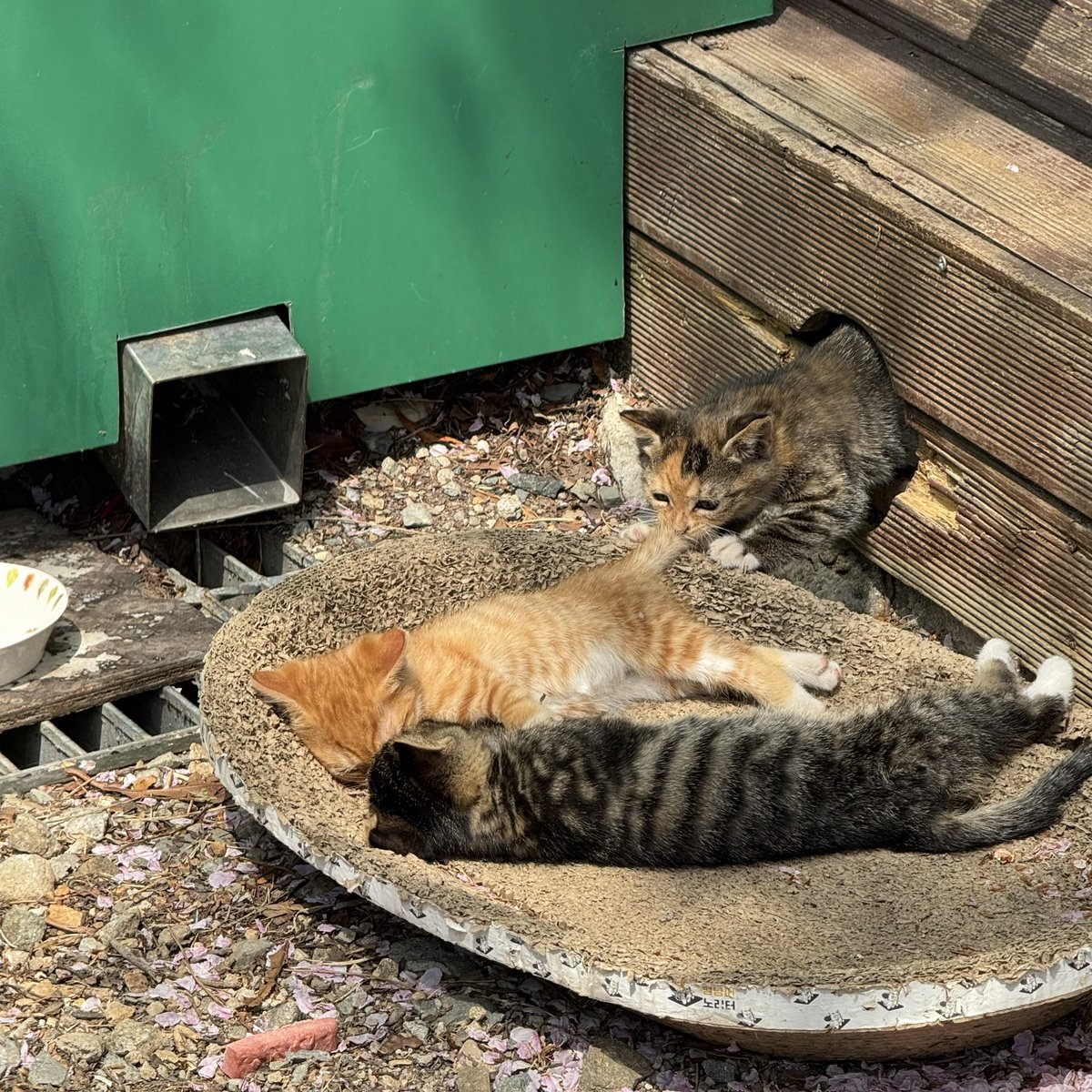 plasticxluv's tweet photo. 고양이 천국 🐱🪽🐾 https://t.co/nL1SNicISS