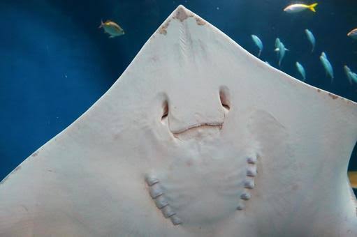 เหรอ.. #jesjpp