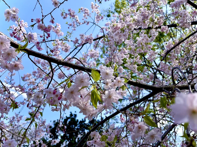 大木と桜とムクドリ。 