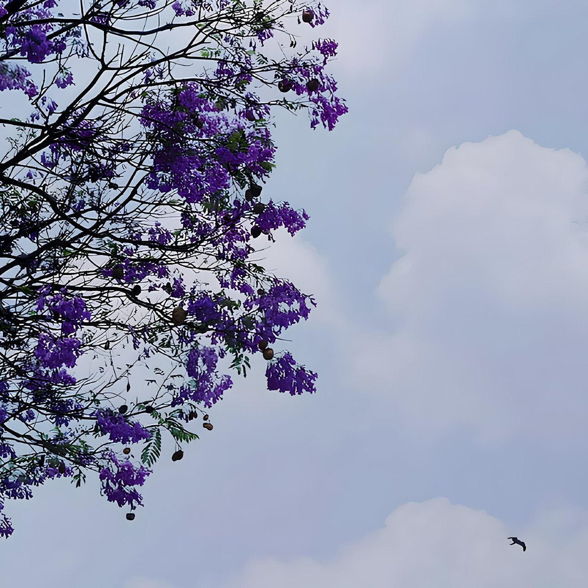 _Suppo's tweet image. Bangalore mornings got me blooming 💜🌳. #SpringFeels #AestheticAF