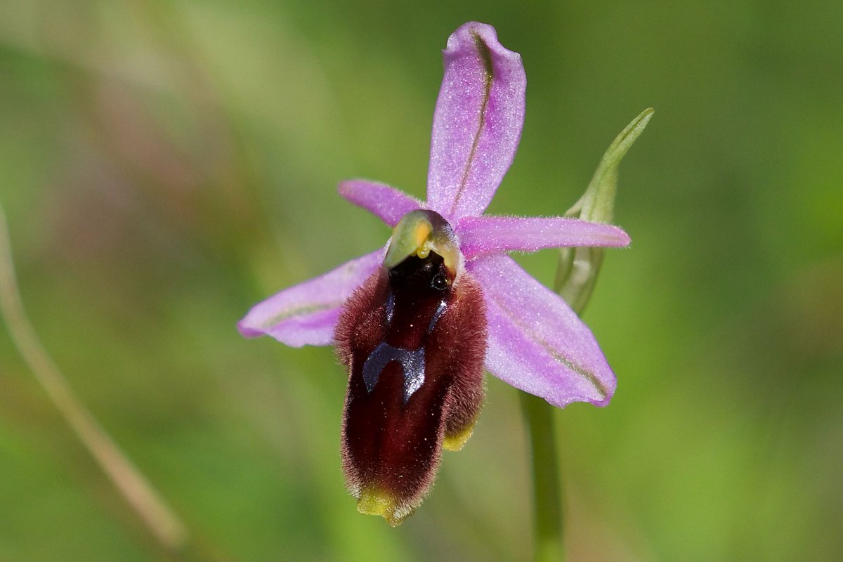 GreentoursUK's tweet photo. Lots &amp; lots of orchids (and much, much more!) in a super green &amp; lush #Sicily this week, photos again by Richard Somers Cock. https://t.co/FA4TPw8M0u