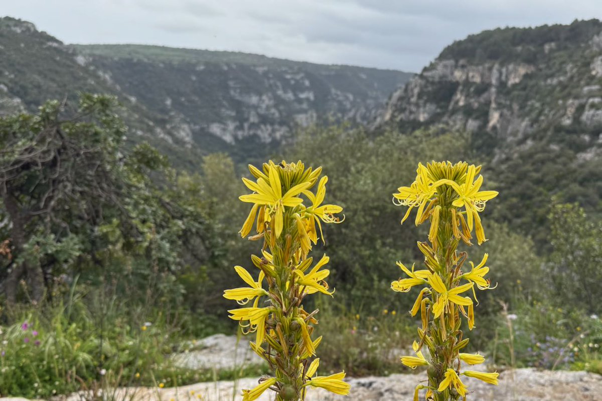 GreentoursUK's tweet photo. Lots &amp; lots of orchids (and much, much more!) in a super green &amp; lush #Sicily this week, photos again by Richard Somers Cock. https://t.co/FA4TPw8M0u