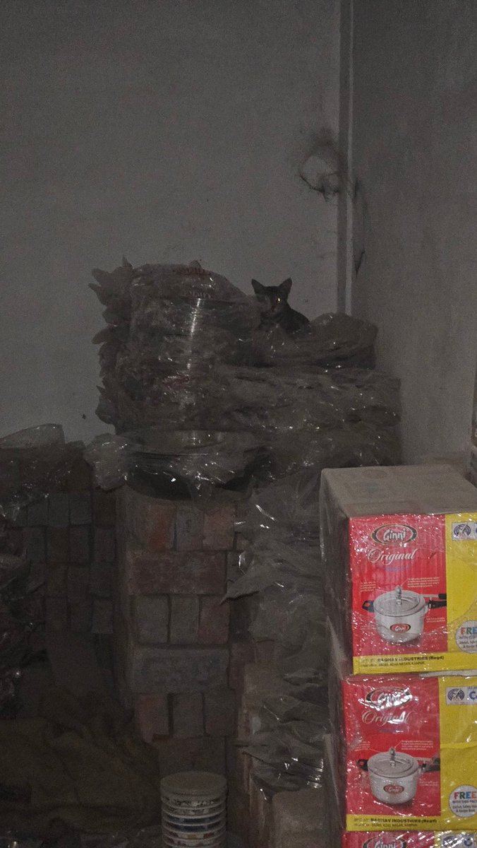 factoryofwow's tweet photo. Me: Where are you?
Cat: In my villain era https://t.co/NY6jzu3XG4