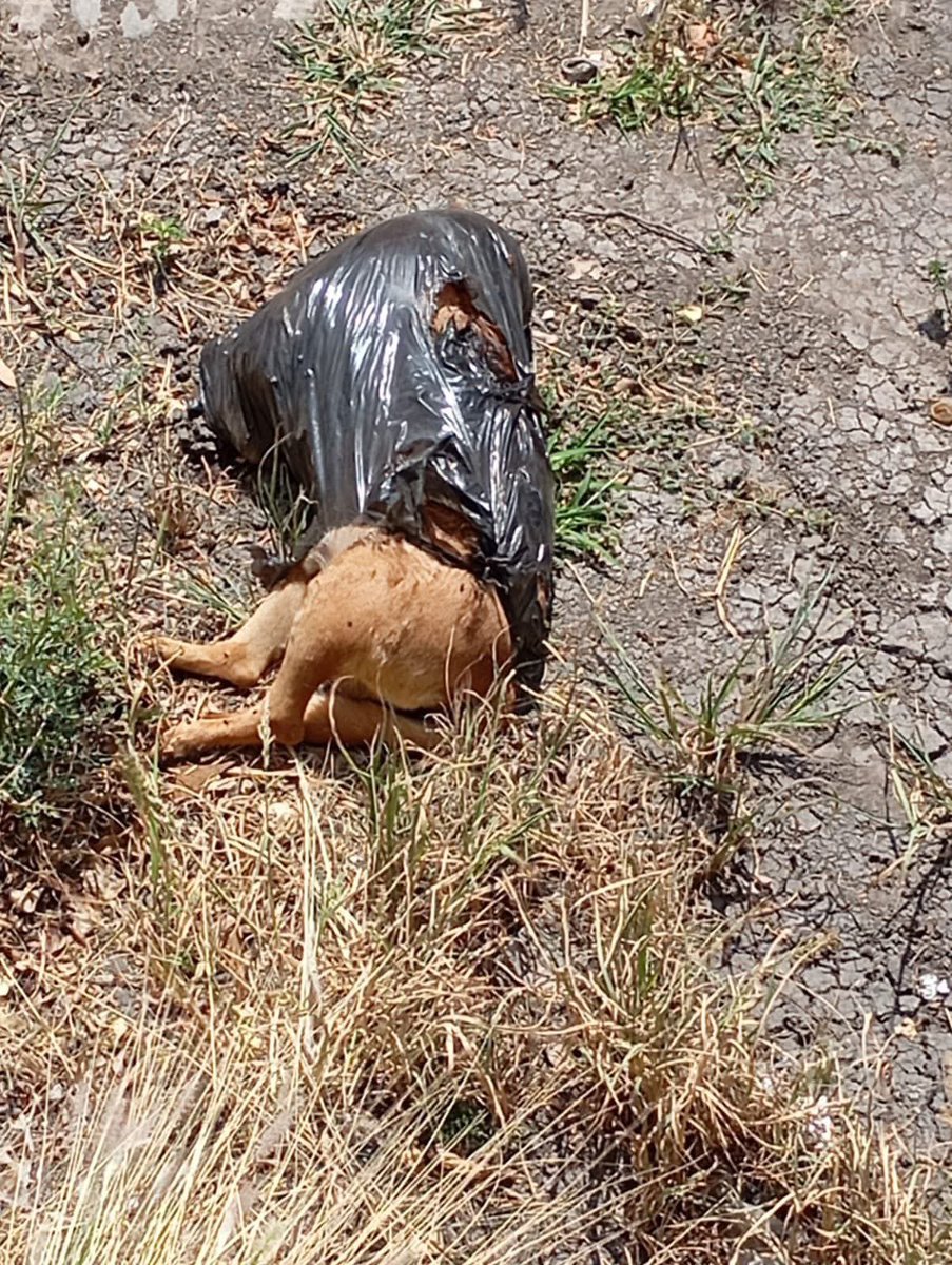 SalvemosABenito's tweet photo. “Buenas tardes. El día 6 de abril en la calle Ingenieros mataron a un perrito llamado “orejas” afuera de los tacos Jalisco y hoy encontraron su cuerpo en una bolsa de basura en el canal.
Se les pide su ayuda para poder difundir la información y que se haga justicia por “Orejas”
Comentan los vecinos que la persona que lo mató iba con su perro y se empezaron a pelear y no los podía separar y lo pico hasta matarlo.
Se les pidieron los videos de las cámaras de seguridad a los tacos Jaliscos pero no quisieron proporcionarlas,  CREEN que ellos fueron quienes le dieron el cuchillo y por eso no quieren mostrar los videos para no meterse en problemas.
Ya tienen ubicado a la persona que lo mató y ya se levantó una denuncia. 
Por favor, hay que hace ruido para que se haga justicia por “orejas” y no solo sea un caso más.”

JUSTICIA PARA OREJAS @FeliFerMacias @gobqro @makugo  @fiscaliaqro @qromunicipio