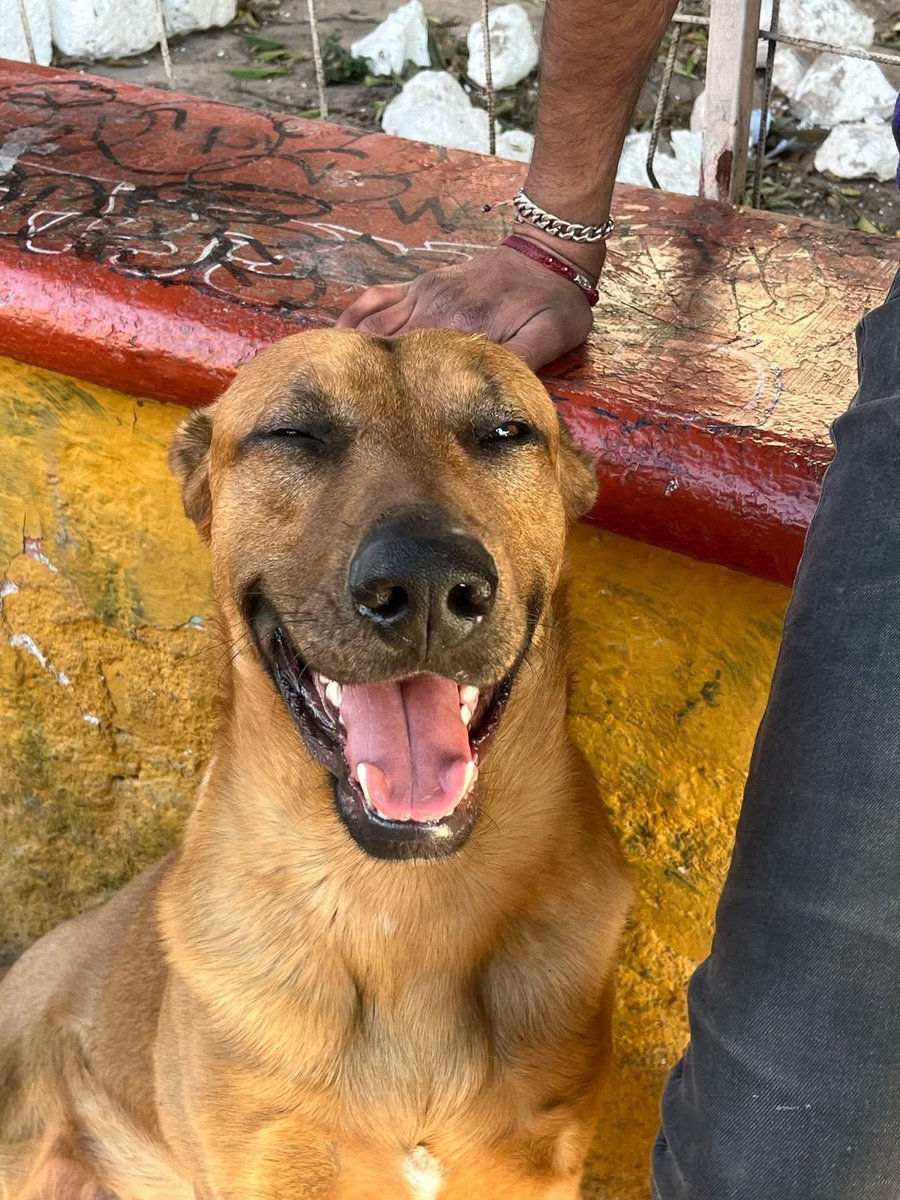SalvemosABenito's tweet photo. “Buenas tardes. El día 6 de abril en la calle Ingenieros mataron a un perrito llamado “orejas” afuera de los tacos Jalisco y hoy encontraron su cuerpo en una bolsa de basura en el canal.
Se les pide su ayuda para poder difundir la información y que se haga justicia por “Orejas”
Comentan los vecinos que la persona que lo mató iba con su perro y se empezaron a pelear y no los podía separar y lo pico hasta matarlo.
Se les pidieron los videos de las cámaras de seguridad a los tacos Jaliscos pero no quisieron proporcionarlas,  CREEN que ellos fueron quienes le dieron el cuchillo y por eso no quieren mostrar los videos para no meterse en problemas.
Ya tienen ubicado a la persona que lo mató y ya se levantó una denuncia. 
Por favor, hay que hace ruido para que se haga justicia por “orejas” y no solo sea un caso más.”

JUSTICIA PARA OREJAS @FeliFerMacias @gobqro @makugo  @fiscaliaqro @qromunicipio