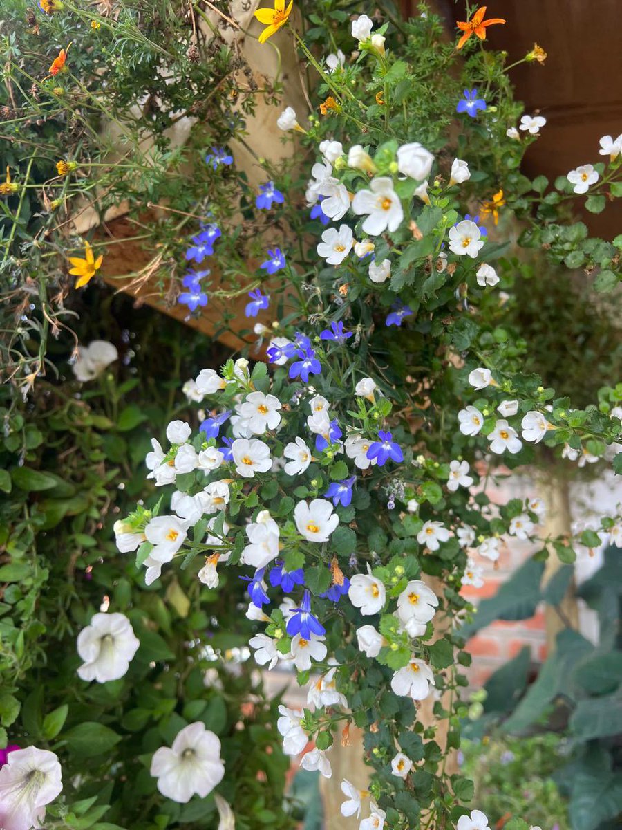 IreneKaindi's tweet photo. #Flowers πΈ #FlowerPics #FlowerPhotography #Nature #NaturePhotography #Photography #PhotographyIsArt https://t.co/hT7L10w9sl