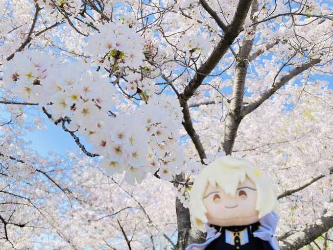 母からよは花見を所望するとのお達しが来たので地元でモスを買って兄者ともお花見にきましたぞ 