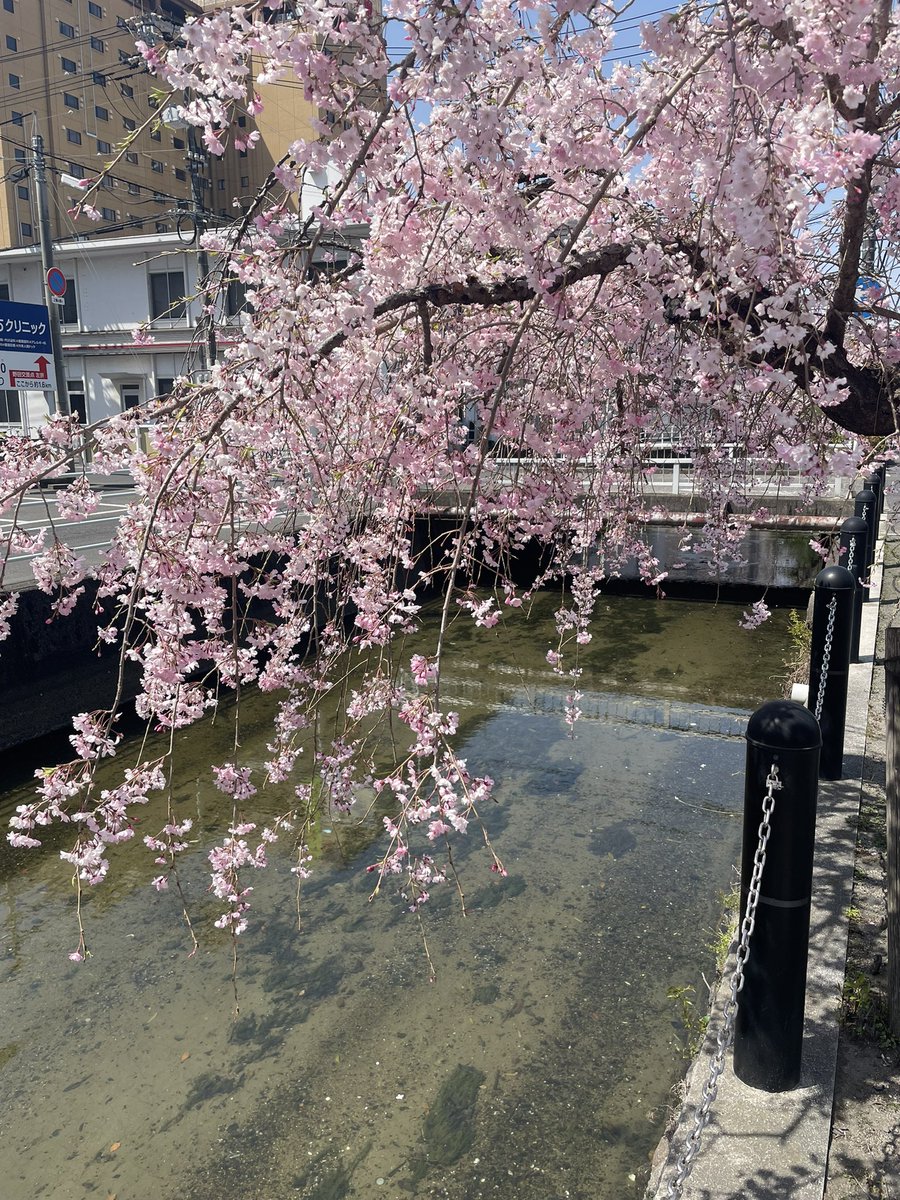 満開😆
枝垂れ桜も笑