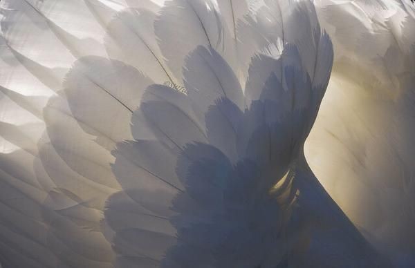 ms4txnx's tweet photo. ｡☆・━━═══ ∘◦❁◦∘ ═══━━・☆｡
          🦆ฟอร์จูน | Fortune🦆
✎ : เป็ดพูดได้
✎ : เป็นสาวน้อยที่โดนสาปให้กลายเป็นเป็ดตลอดกาลล
✎ : เป็นมิตรกับทุกคน ถึงแม้ทุกคนอยากกินก็ตาม ((ถ้าเป็นผู้บอทก็จะบ้าหน่อย กี๊ด))

｡ﾟﾟ･｡･ﾟﾟ｡
ﾟ。        Love u
　ﾟ･｡･ https://t.co/NkvwAAMDRZ