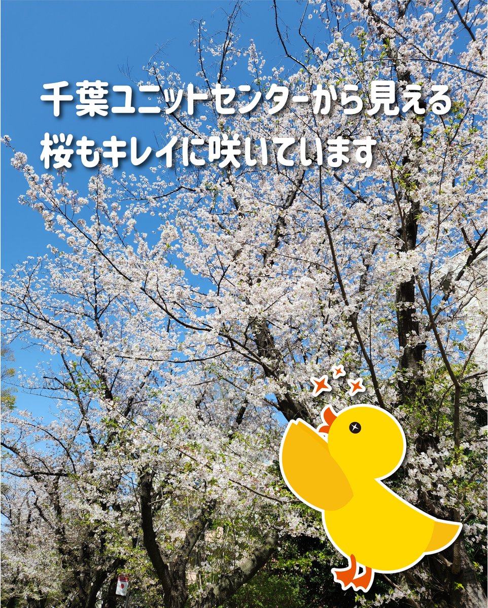 cpms_info's tweet photo. 暖かくなってきましたね！
千葉ユニットセンターから見える桜もキレイに咲いています🥰 https://t.co/1JSUGRSdOj
