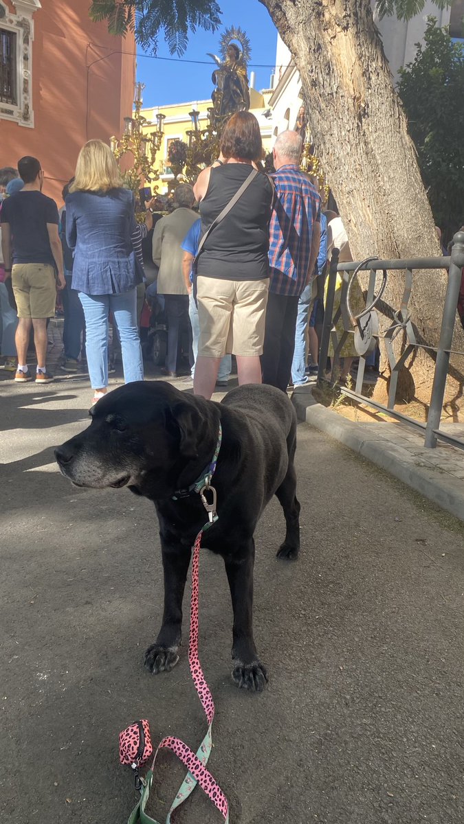 erizo_bme's tweet photo. @goldenjoplin Pidiéndole a Santa Lucía que le conserve la vista (es ciego, lo mismo se lo pedimos una mijita tarde 😅) https://t.co/KtET7J6e2i