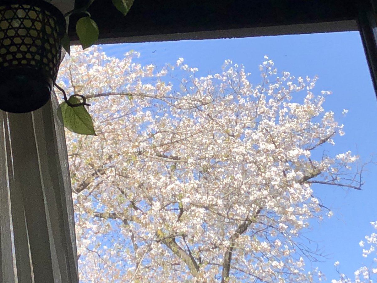 medium4653's tweet photo. 窓越しの桜 https://t.co/9G1yYSzKik