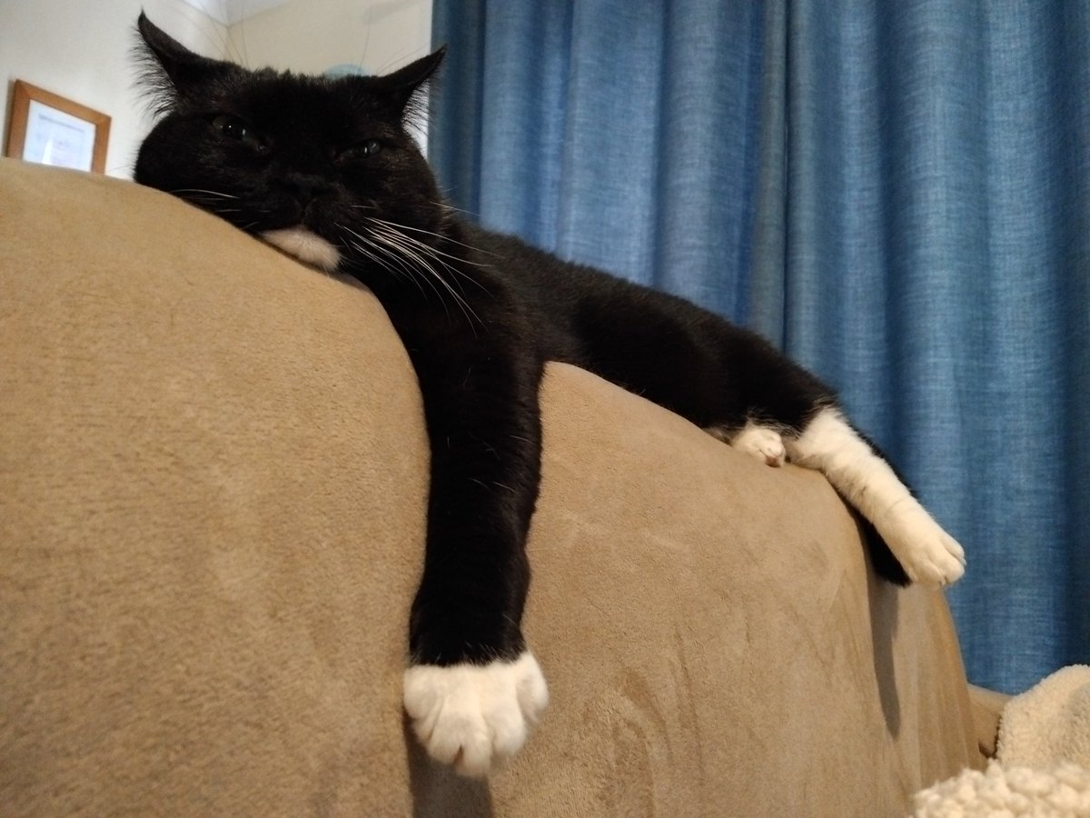 CatGretel's tweet photo. Maggie's had a busy week supervising the staff
#catswithjobs
#aussiecats https://t.co/SeB1o1RGbR