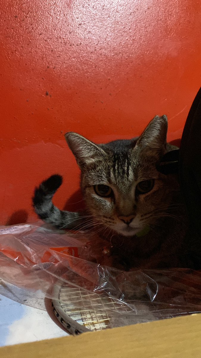 ajogupron's tweet photo. Yeh segala pegi dari rumah gua nyampe. Yuk pulang yukk https://t.co/e2zjyaFrm4