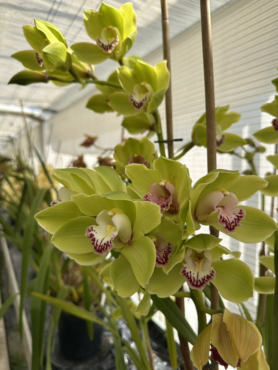 Cymbidium Forty Niner is one of our giant green hybrids which often puts on a show with striking flowers. This classic was registered by the RHS in 1962! 🌿

#orchids #orquídeas #nature #conservation