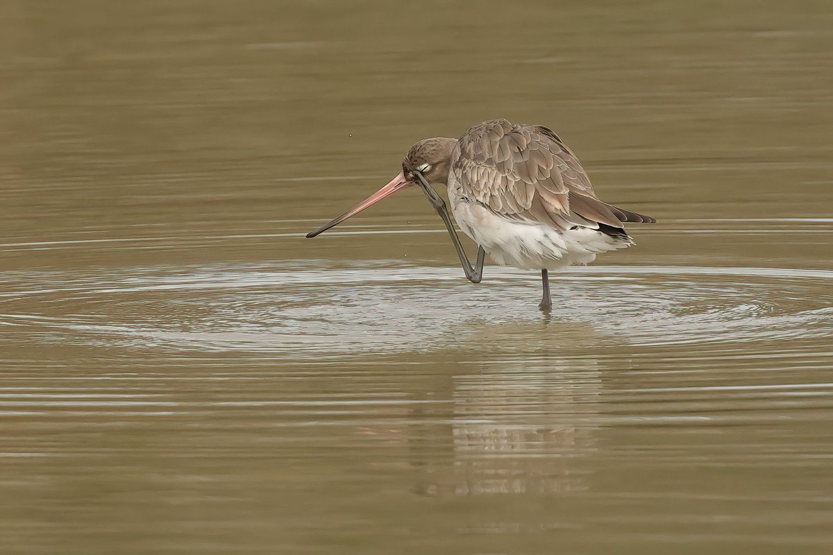 Black-Tailed Godwit 
When you get Something in Your Eye
<a href="/WWTLlanelli/">WWT Llanelli Wetland Centre</a>