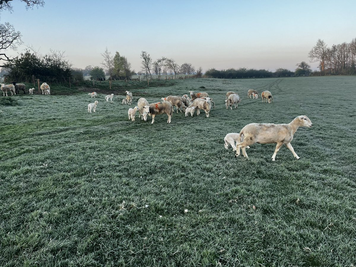Another chilly start to a bright sunny day the daily 20 degree swing is giving us a few chills in lambs.