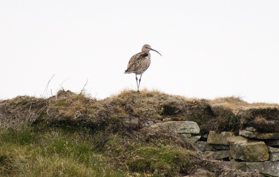 MoorlandAssoc's tweet photo. 6 Findings from the Berwyn Report

What happens when driven grouse shooting ends? The report on the Berwyn Special Protection Area lays bare the cost of abandoning traditional moorland management:

🐦 Curlew numbers fell by 79%
🚨 Lapwing vanished completely.
📉 Ring Ouzel declined by 78%.
⚠️ Golden Plover numbers dropped by 90%.
🌿 Heather cover declined, replaced by invasive bracken and rank grass.
🔥 Prescribed burning stopped, leading to fuel build-up and higher wildfire risk.

Read the summary of the port using the link in the replies below.