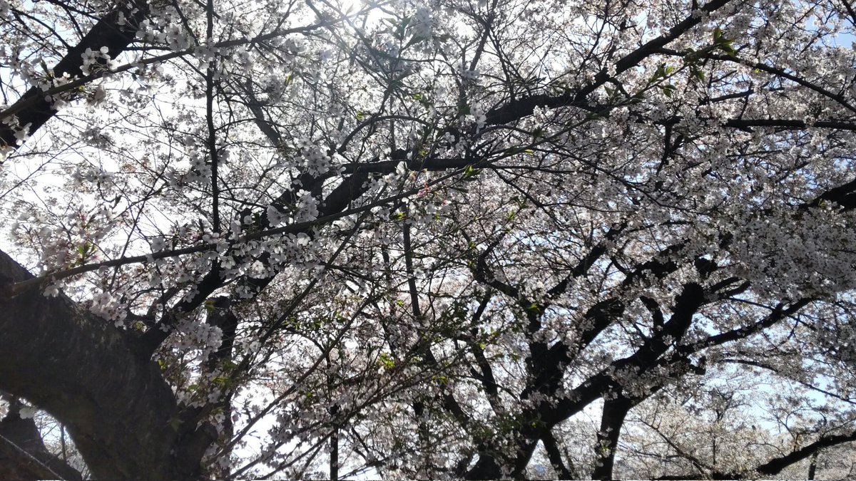 wainoko717's tweet photo. 桜の花道🌸春ですな☺️ https://t.co/71hu6xkzZV