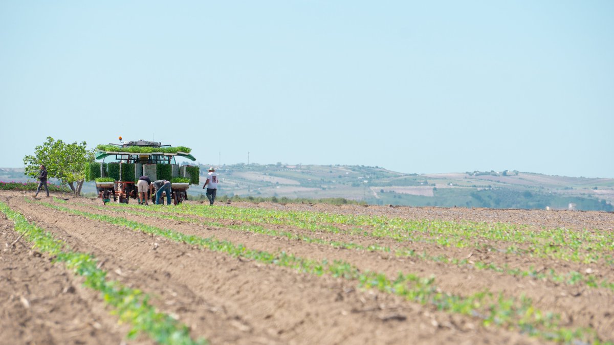 MarismasL's tweet photo. 🍅 Avanzamos con paso firme en la plantación de tomate

En #LasMarismas seguimos adelante con la plantación de tomate de industria, manteniendo el ritmo previsto en esta fase de la campaña. https://t.co/eQY3eDRk8c