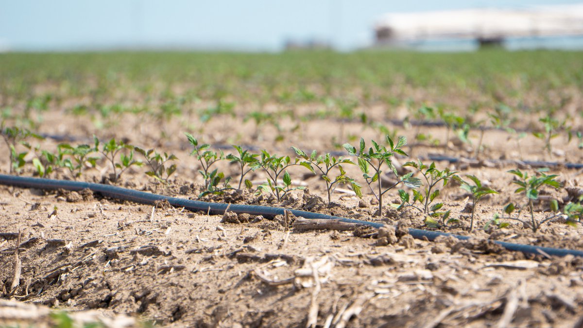 MarismasL's tweet photo. 🍅 Avanzamos con paso firme en la plantación de tomate

En #LasMarismas seguimos adelante con la plantación de tomate de industria, manteniendo el ritmo previsto en esta fase de la campaña. https://t.co/eQY3eDRk8c