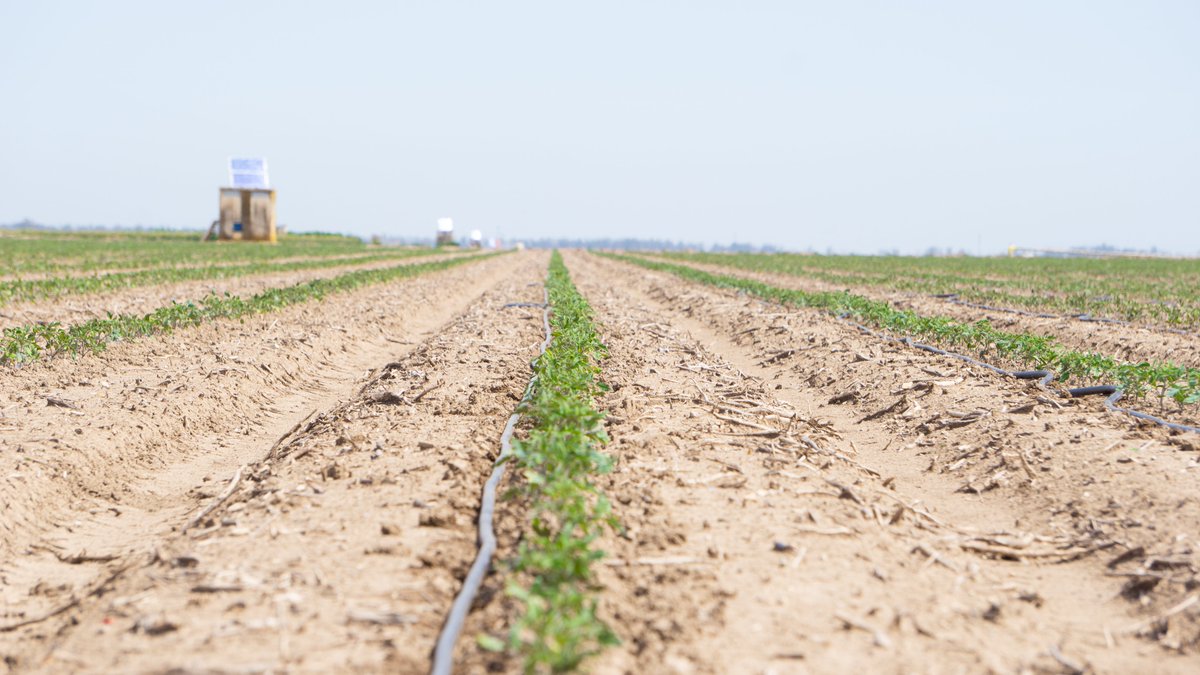 MarismasL's tweet photo. 🍅 Avanzamos con paso firme en la plantación de tomate

En #LasMarismas seguimos adelante con la plantación de tomate de industria, manteniendo el ritmo previsto en esta fase de la campaña. https://t.co/eQY3eDRk8c