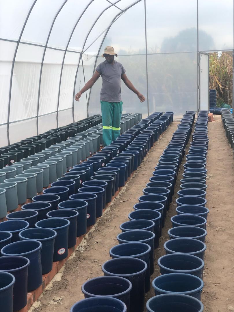 shiftorganics's tweet photo. We try our best to setup best designs. Years in year out our hand work standout to be the best in all we do. @obertjiri @MoLAFWRD_Zim https://t.co/ooj1JaXBuT