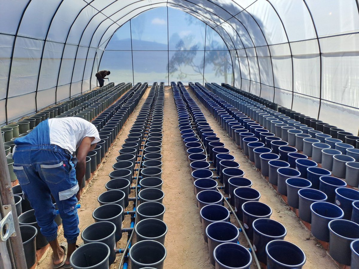Shift Organic Technologies (@shiftorganics) on Twitter photo We try our best to setup best designs. Years in year out our hand work standout to be the best in all we do. <a href="/obertjiri/">Obert Jiri</a> <a href="/MoLAFWRD_Zim/">MinofLands,Agric,Fisheries,Water&Rural Development</a> We try our best to setup best designs. Years in year out our hand work standout to be the best in all we do. <a href="/obertjiri/">Obert Jiri</a> <a href="/MoLAFWRD_Zim/">MinofLands,Agric,Fisheries,Water&Rural Development</a>