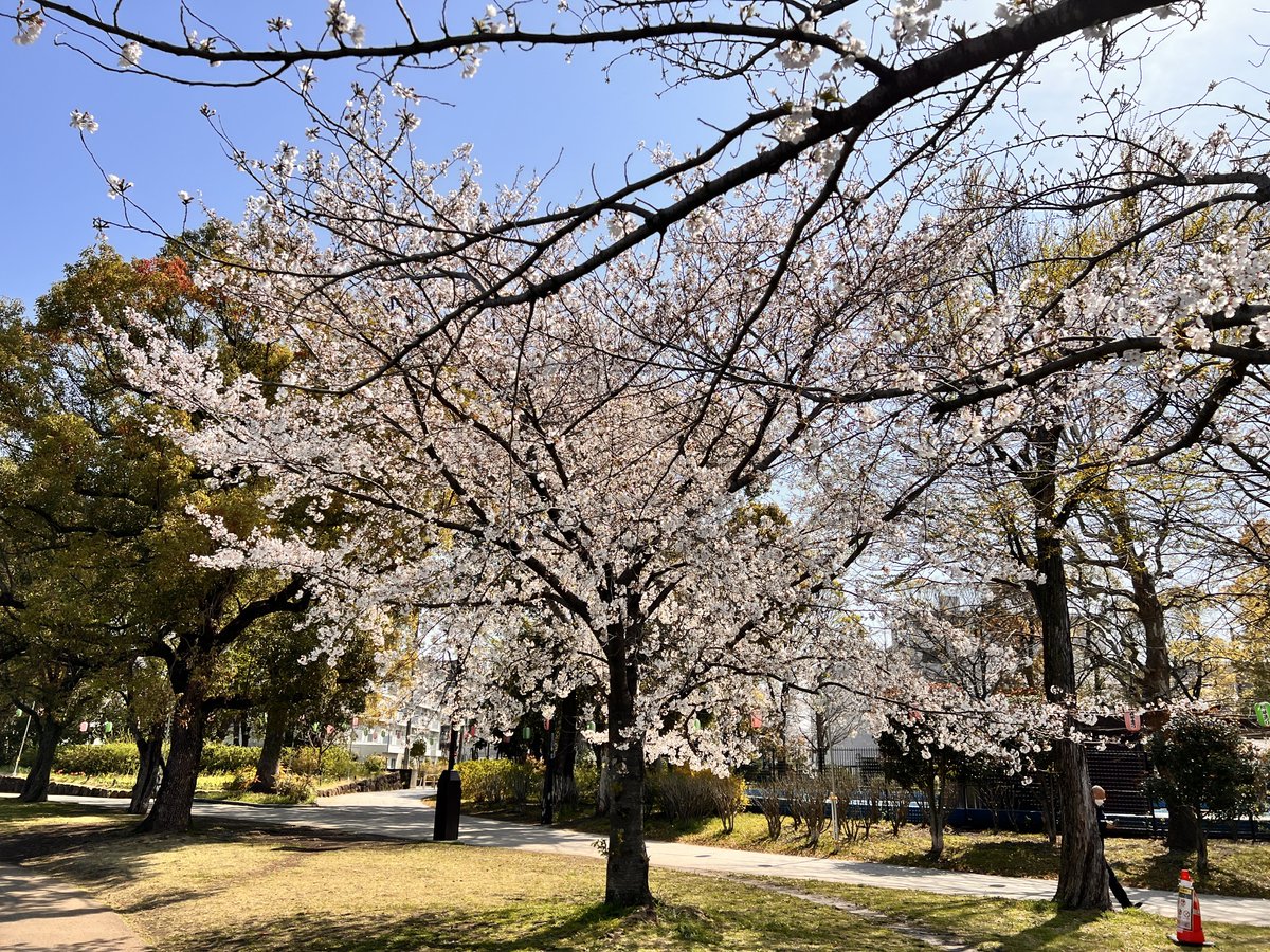NaskYuan's tweet photo. 阳光明媚，樱花盛开 https://t.co/doPbYgEHED