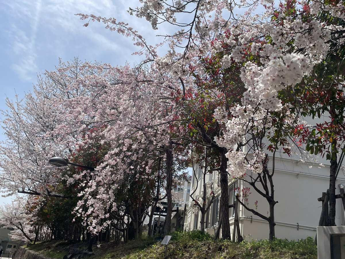 clairdelunechat's tweet photo. 長く勤めているキャンバスなのに枝垂れ桜らしきがあることに気づきませんでした。
久々に「教務はどこですか？」と聞かれ続ける1日。コロナ禍以来、ようやく大学は９割は元に戻ったと感じます。初々しい学生、いろんな国籍の留学生、図書館も夜間開館が再開しました。
皆に良い居場所になるといいな。 https://t.co/TKyD75wO2t