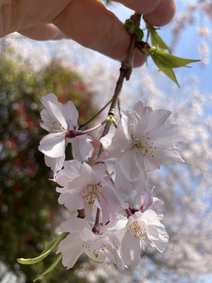 clairdelunechat's tweet photo. 長く勤めているキャンバスなのに枝垂れ桜らしきがあることに気づきませんでした。
久々に「教務はどこですか？」と聞かれ続ける1日。コロナ禍以来、ようやく大学は９割は元に戻ったと感じます。初々しい学生、いろんな国籍の留学生、図書館も夜間開館が再開しました。
皆に良い居場所になるといいな。 https://t.co/TKyD75wO2t