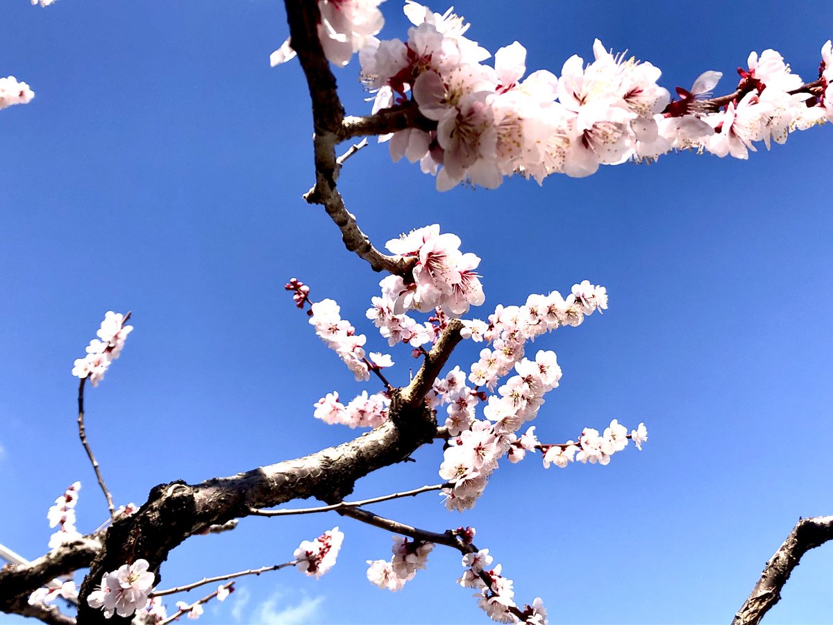 理化学研究所仙台地区では梅の花が満開を迎え、春の訪れを感じています。
 桜もちらほら咲き始め、いよいよ春本番🌸
 今後も引き続き、研究成果などを紹介していきます。
 #理研仙台 #梅の花  #桜の季節 #研究成果 #テラヘルツ光