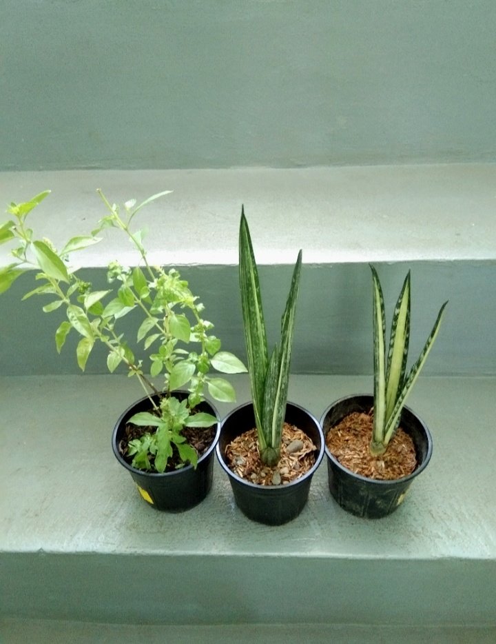 joshcalebgarden's tweet photo. To PN Roa Subd. Canitoan Cdo City. #lemonbasil #sanseveriabantel https://t.co/q0C7pq5DKZ