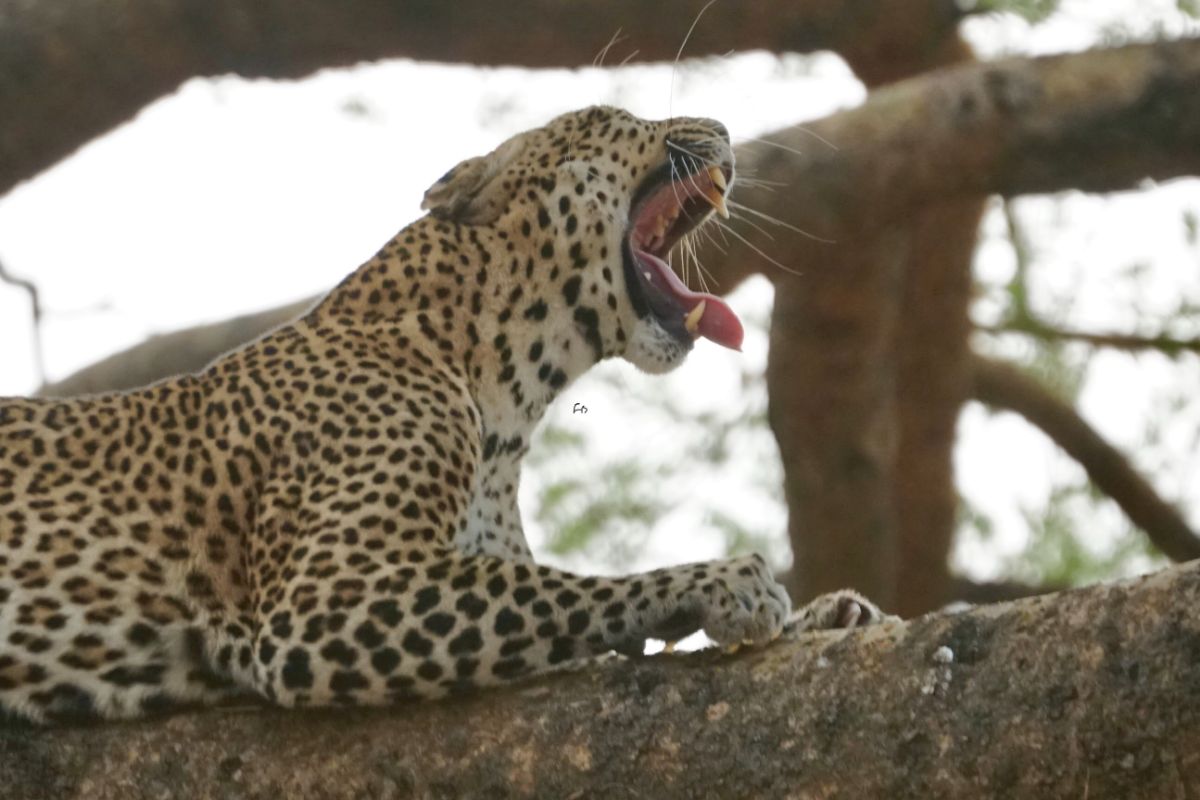 MondUganda's tweet photo. Every step in the wild is a step toward discovering something new.”

"Ready to plan your dream safari? Click the link below to explore our exclusive trip packages, or contact us to create a personalized itinerary tailored just for you."

https://t.co/b1TbU0FIll https://t.co/oAmZniuK1W
