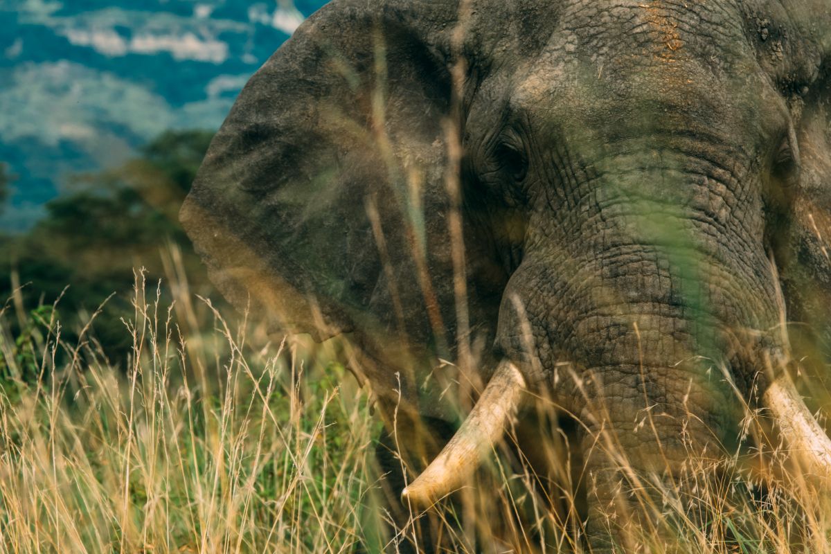 MondUganda's tweet photo. Every step in the wild is a step toward discovering something new.”

"Ready to plan your dream safari? Click the link below to explore our exclusive trip packages, or contact us to create a personalized itinerary tailored just for you."

https://t.co/b1TbU0FIll https://t.co/oAmZniuK1W