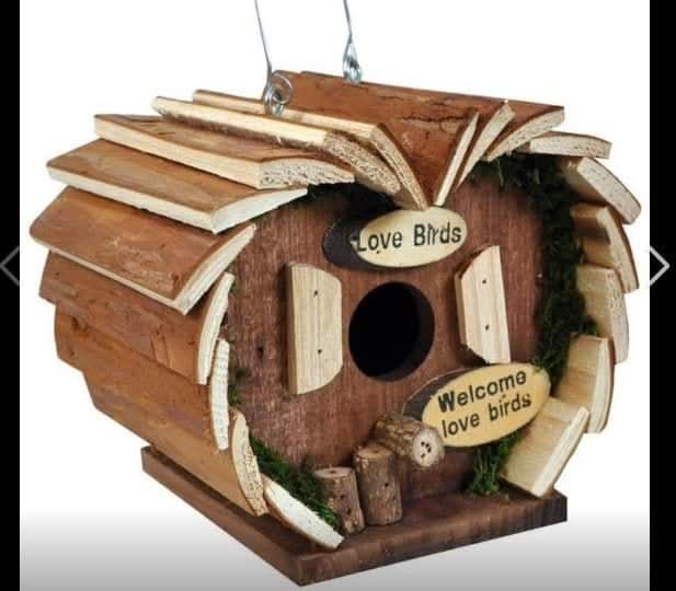 Get Wild 🐦 🦋 🐝 🍃 tweet media