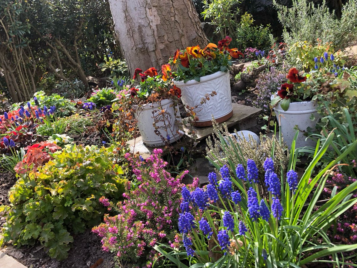 AllotmentCat's tweet photo. (Janet)
The Memorial Garden is looking so lovely!

I often wander down there at night, when nobody is around. 

I sometimes see Rachel at a distance, she doesn't know that I watch her.

Rachel keeps it looking tidy and weed-free.

I'm so glad that Pip made the Memorial Garden. https://t.co/OHJ6KzWiLg