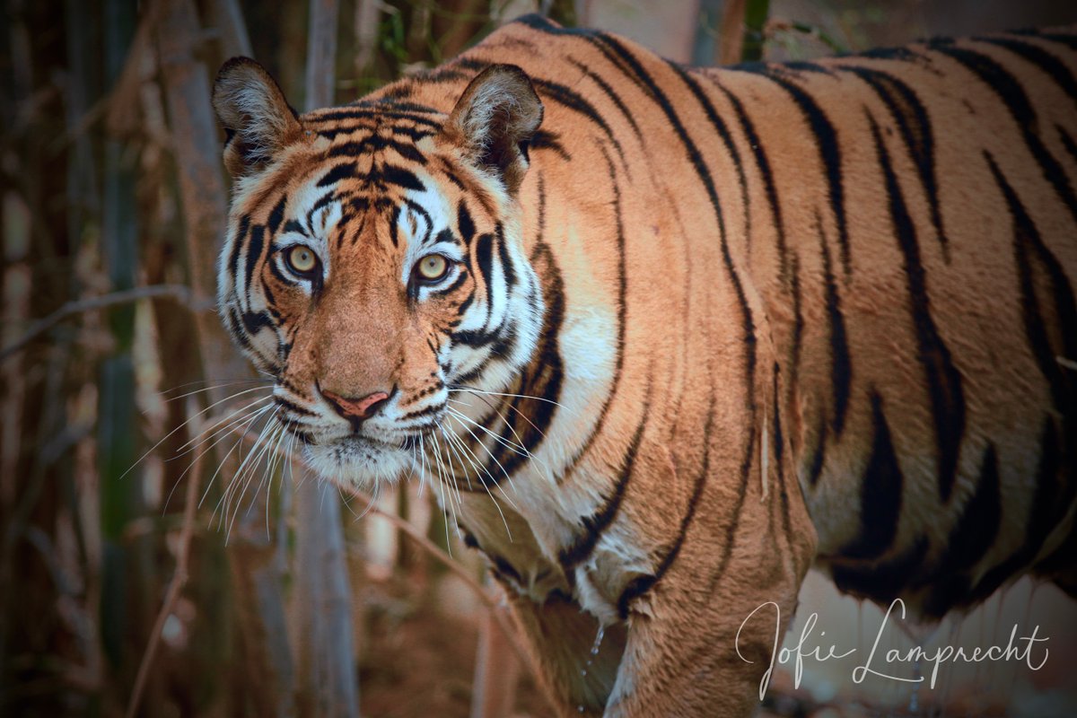 Safari Journal with Jofie Lamprecht April25 🐘 - mailchi.mp/jofielamprecht…