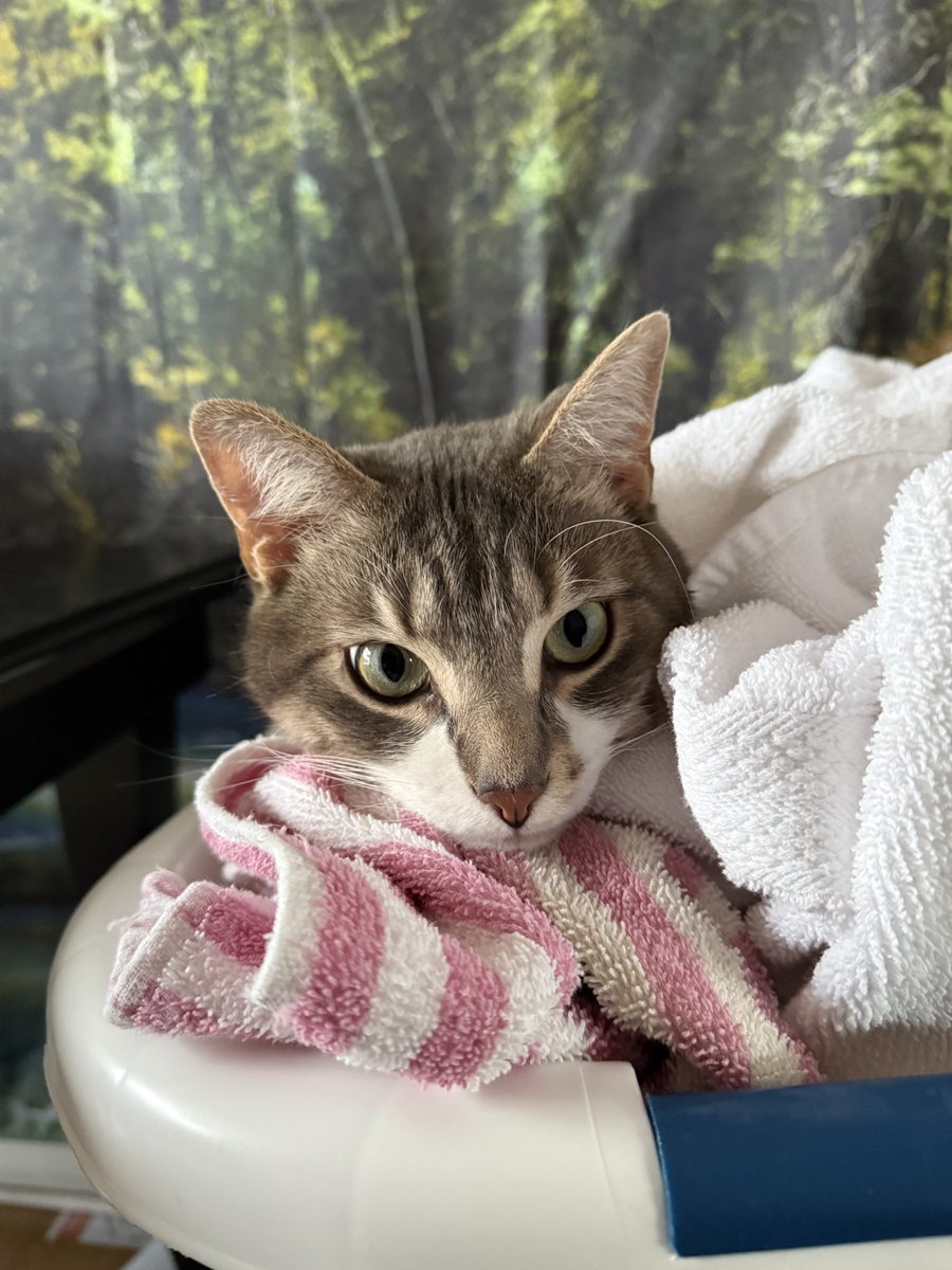 AngelCandyMom's tweet image. Occurs to me that I haven’t posted any pictures of my adorable fur kids lately so here they are.