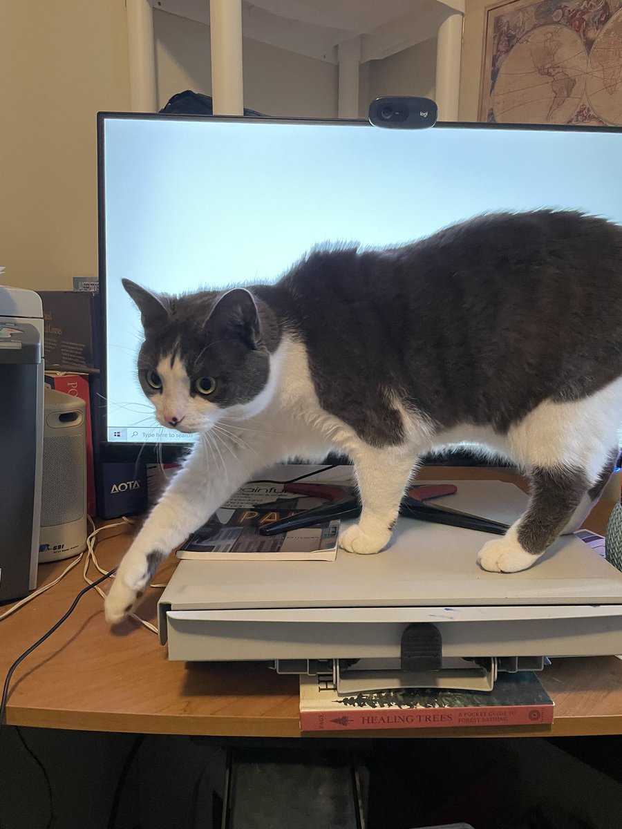 AngelCandyMom's tweet image. Occurs to me that I haven’t posted any pictures of my adorable fur kids lately so here they are.